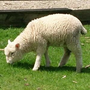 Meet your Posher, Kazuko