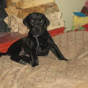 Meet your Posher, Brady