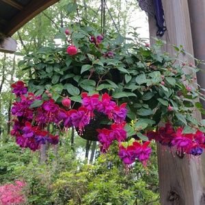 Meet your Posher, Debra