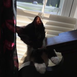 Meet your Posher, Dawn