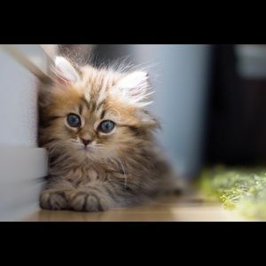 Meet your Posher, Kaylee