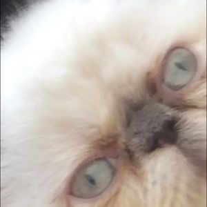 Meet your Posher, Kevin