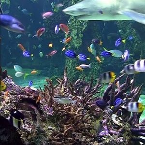 Meet your Posher, Hare