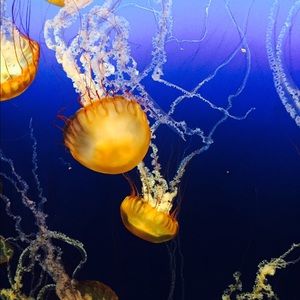 Meet your Posher, Halle