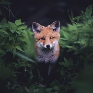 Meet your Posher, Deborah