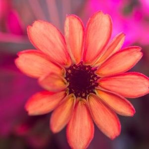 Meet your Posher, Mikhail