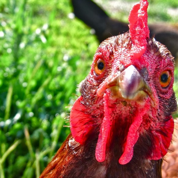 Meet your Posher, Megan - Picture 1 of 1