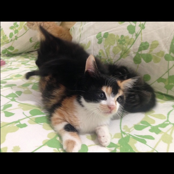 Meet your Posher, Tete - Picture 1 of 1