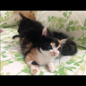 Meet your Posher, Tete