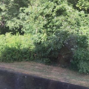 Meet your Posher, Ivy