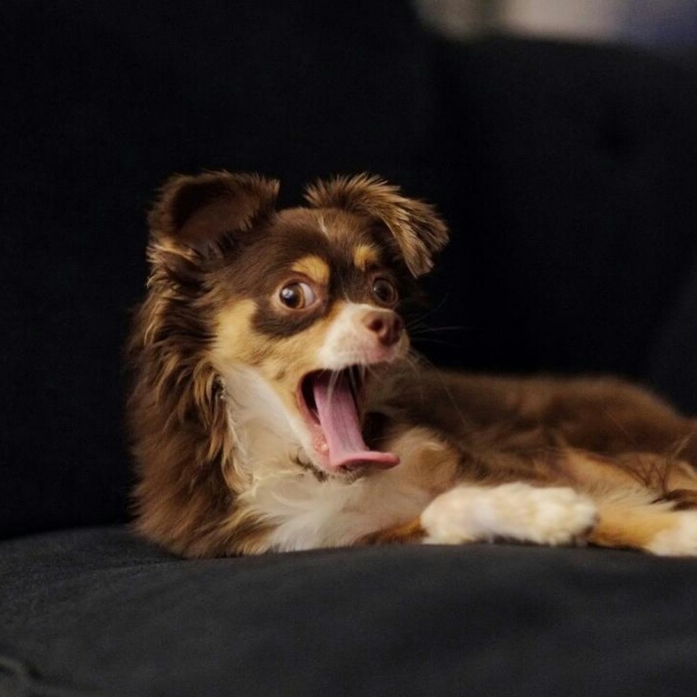 Meet your Posher, Jen