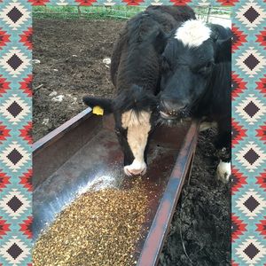 Meet your Posher, Amber