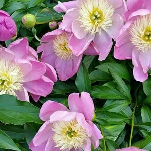 Meet your Posher, Sherry