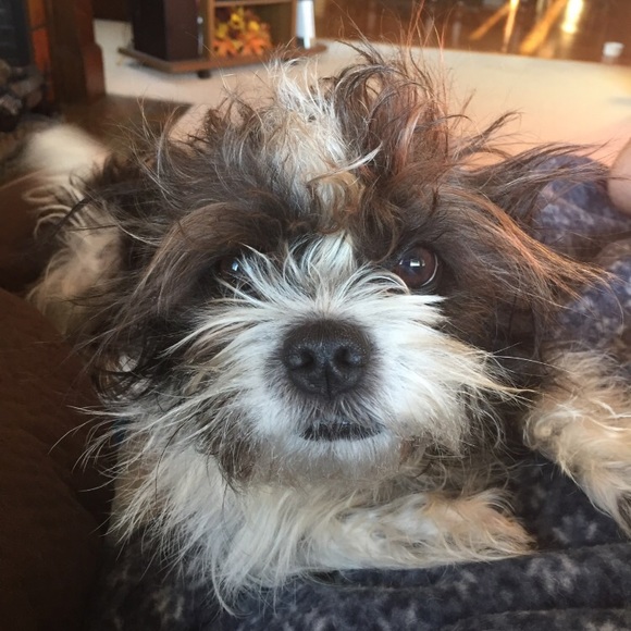 Meet your Posher, Casey - Picture 1 of 1