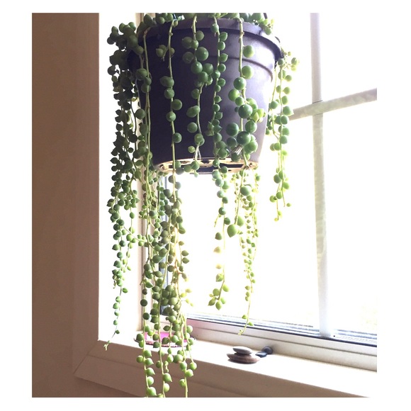 Temporarily unavailable--String of pearls