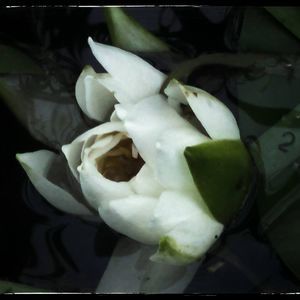 Meet your Posher, Corinne