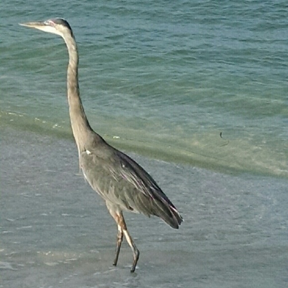 Meet your Posher, Ann - Picture 1 of 1