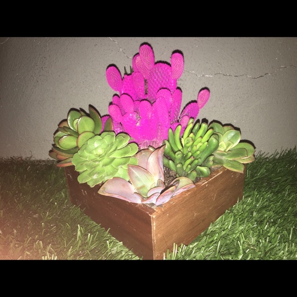 Other - Succulents plants for sale