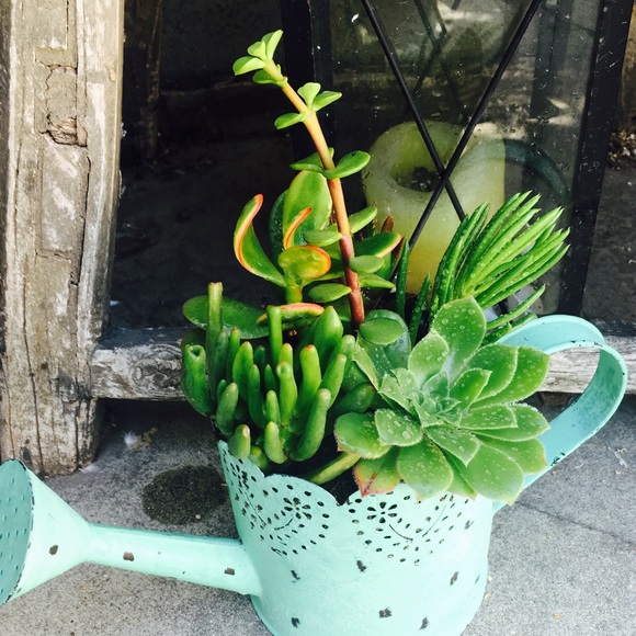 Succulents plants for sale - Picture 2 of 4