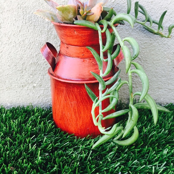 Succulents plants for sale - Picture 3 of 4