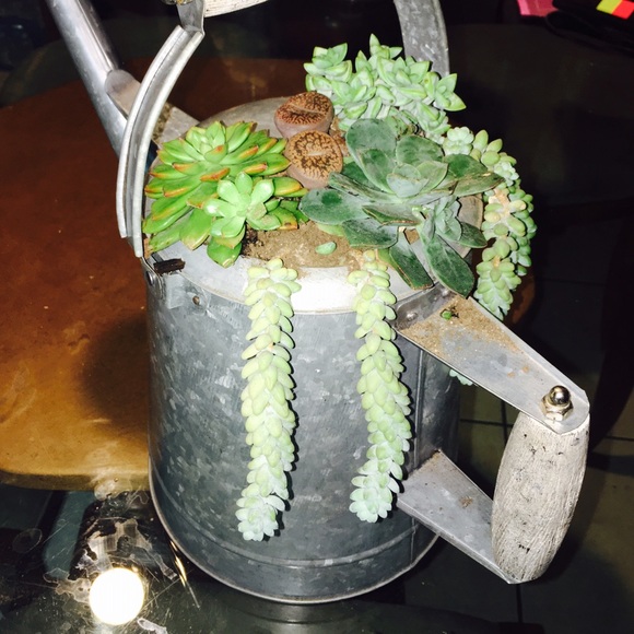 Succulents plants for sale - Picture 4 of 4