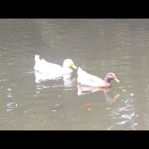 Meet your Posher, Brenda