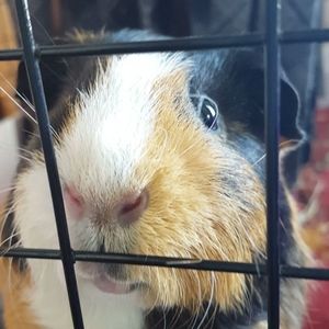 Meet your Posher, Morgan