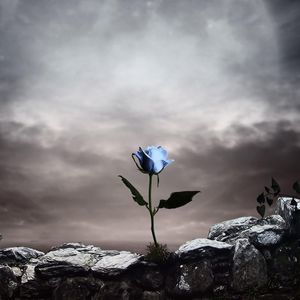 Meet your Posher, Frances