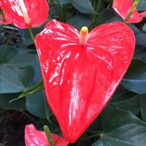 Meet your Posher, Lea