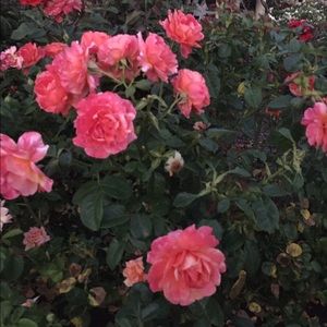 Meet your Posher, Sienna