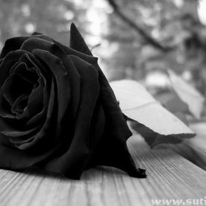 Meet your Posher, Ingrid