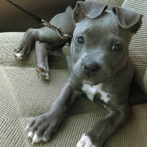 Meet your Posher, Latae