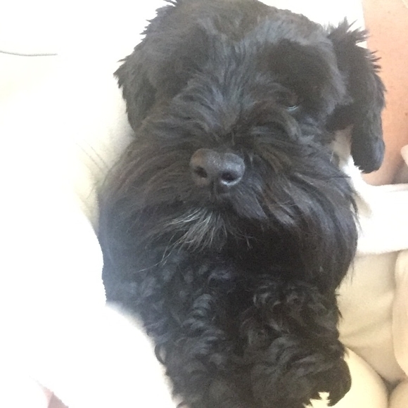 Meet your Posher, Tonya - Picture 1 of 1