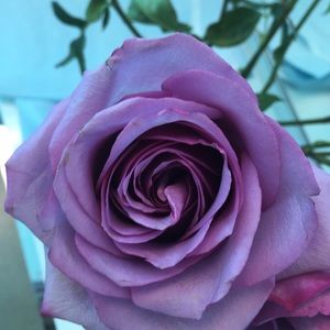 Meet your Posher, Vivi