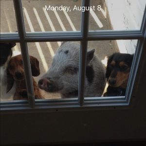 Meet your Posher, Tara