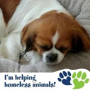 Meet your Posher, Janet