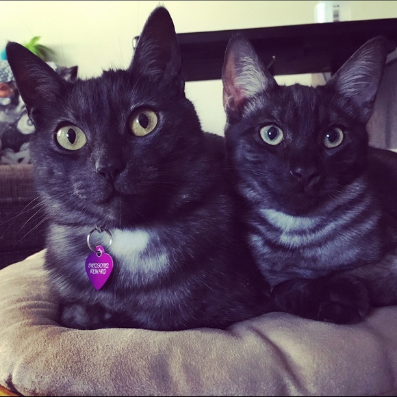 Meet your Posher, Danielle - Picture 3 of 4