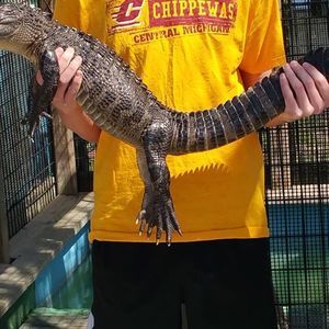 Meet your Posher, Diana