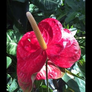 Meet your Posher, Joelle