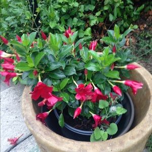 Meet your Posher, Liz