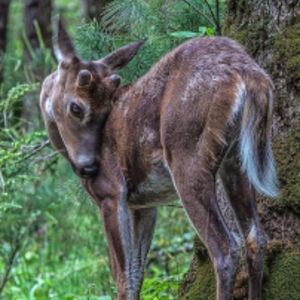 Meet your Posher, Quen