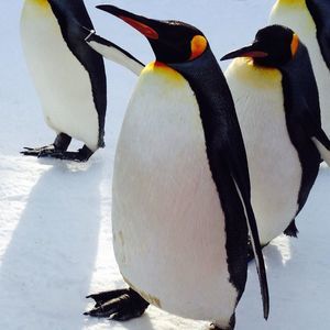 Meet your Posher, Li-kuang