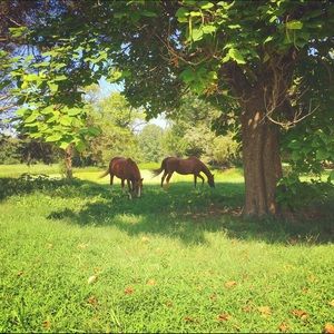 Meet your Posher, Suze
