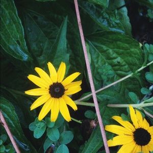 Meet your Posher, Keilyn