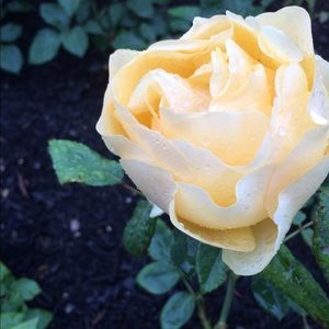 Meet your Posher, Mandy