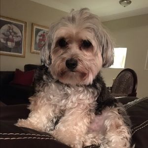 Meet your Posher, Isabel