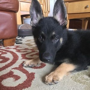 Meet your Posher, Autumn