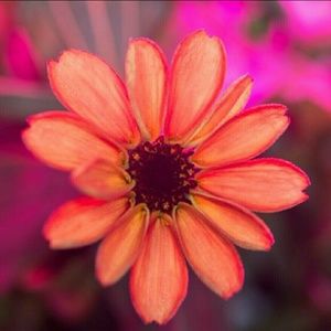 Meet your Posher, Ana