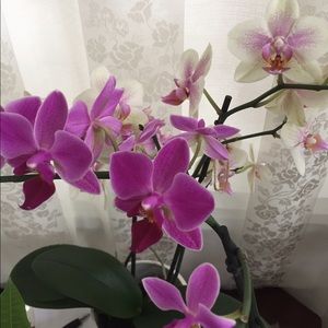 Meet your Posher, Sima