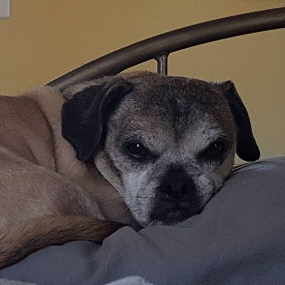 Meet your Posher, Monique - Picture 1 of 1